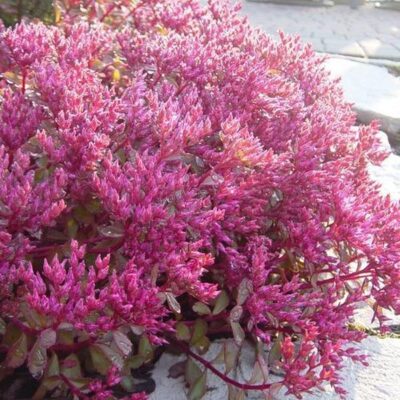 Voodoo Sedum Garden Plant