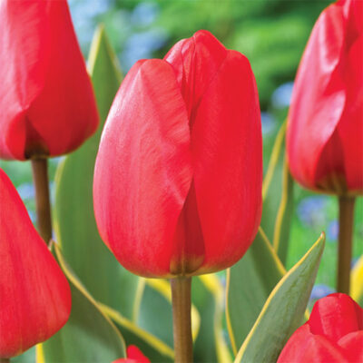 Voyager Tulip Garden Plant