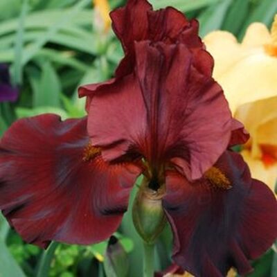 War Chief Iris Garden Plant
