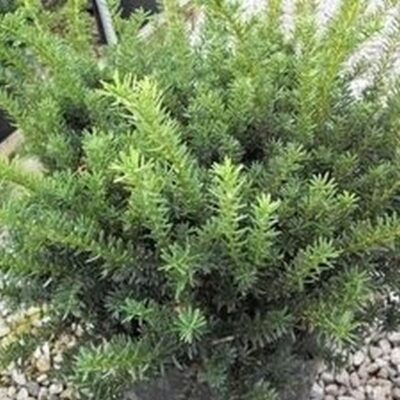 Wardi Yew Garden Plant