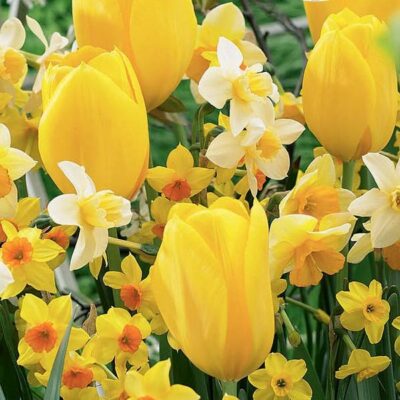 Warm Spring Tulip/Daffodil Blend Garden Plant