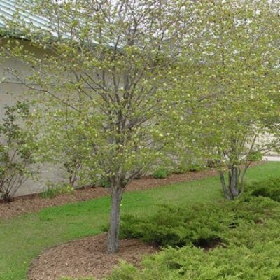 Washington Hawthorn Garden Plant