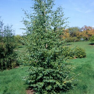 Weeping Cut Leaf Birch Garden Plant