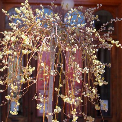 Weeping French Pussy Willow Garden Plant