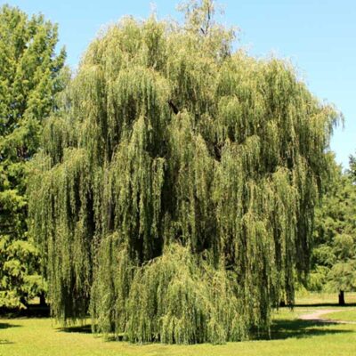 Weeping Willow Tree Garden Plant