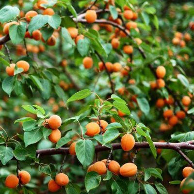 Wenatchee Apricot Tree Garden Plant