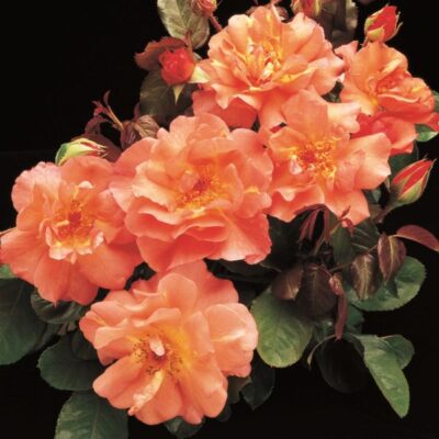 Westerland Rose Garden Plant