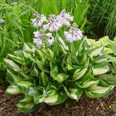 Whirlwind Hosta Garden Plant