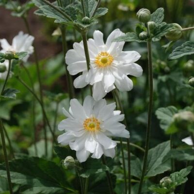 Whirlwind Japanese Anemone Garden Plant