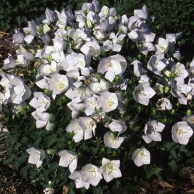 White Clips Bellflower Garden Plant