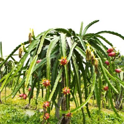 White Dragon Fruit Garden Plant