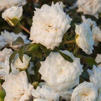 White Drift Rose Garden Plant