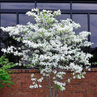 White Flowering Dogwood Garden Plant