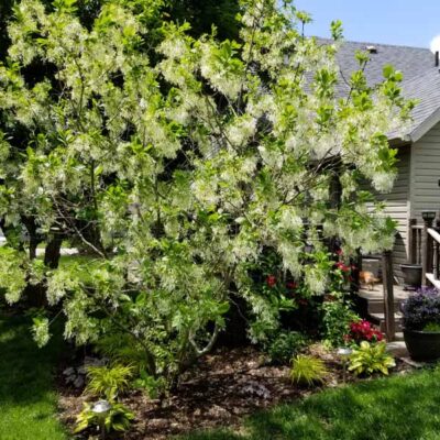 White Fringe Tree Garden Plant