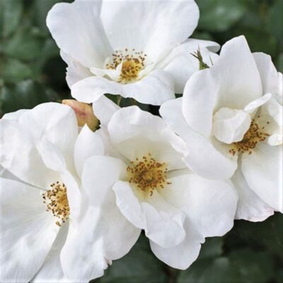 White Knock Out Rose Garden Plant