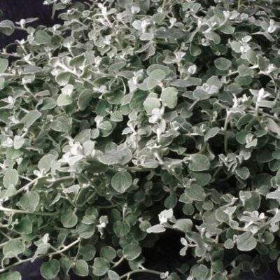 White Licorice Garden Plant