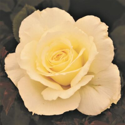 White Licorice Rose Garden Plant