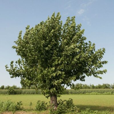 White Mulberry Garden Plant