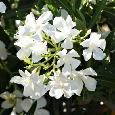 White Oleander Garden Plant