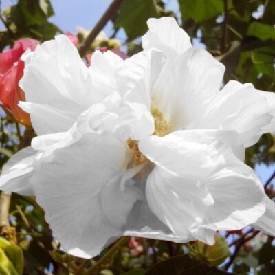 White Pillar Rose of Sharon Garden Plant