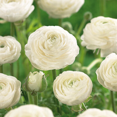 White Ranunculus Garden Plant