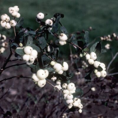 White Snowberry Garden Plant