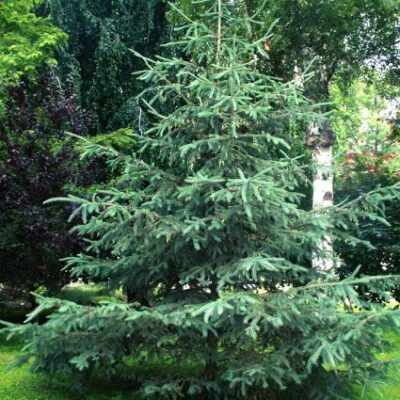 White Spruce Tree Garden Plant