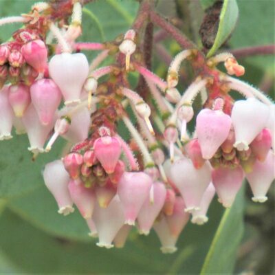 Whiteleaf Manzanita Garden Plant