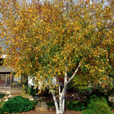 Whitespire Birch Garden Plant