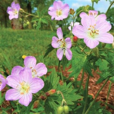 Wild Geranium Garden Plant