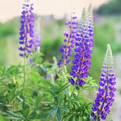 Wild Lupine Garden Plant