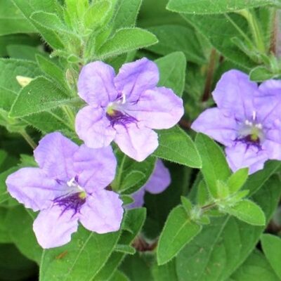Wild Petunia Garden Plant