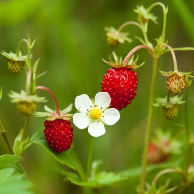 Wild Strawberry Garden Plant