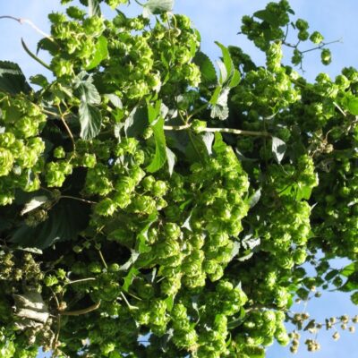 Willamette Hops Plant Garden Plant