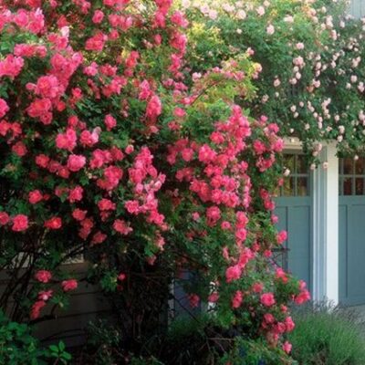 William Baffin Climbing Rose Garden Plant