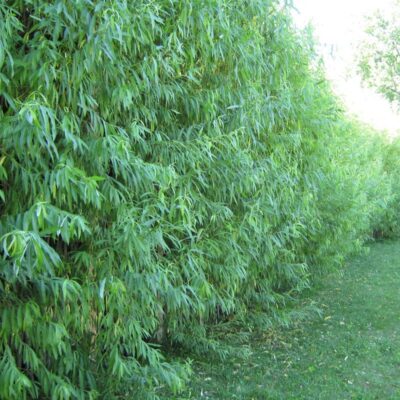 Willow Hybrid Garden Plant