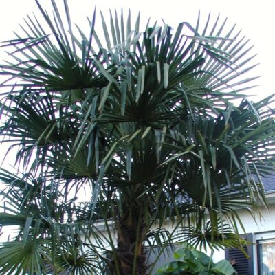 Windmill Palm Tree Garden Plant