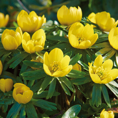 Winter Aconite Bulb Garden Plant