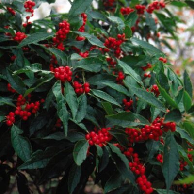 Winter Red Holly Garden Plant