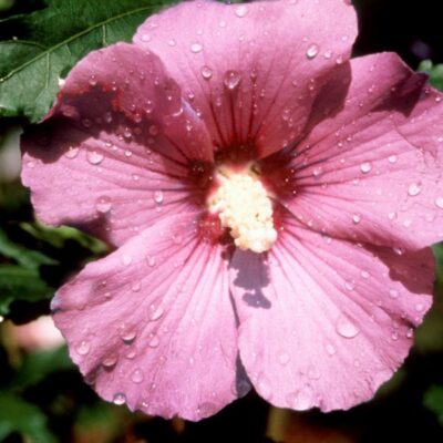 Woodbridge Rose of Sharon Garden Plant