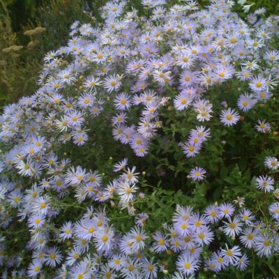 Woods Blue Aster Garden Plant