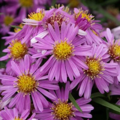 Woods Pink Aster Garden Plant