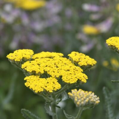 Woolly Yarrow Garden Plant