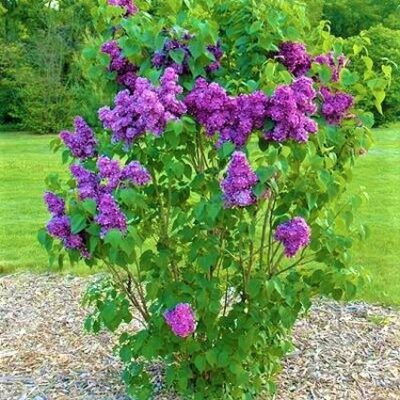 Yankee Doodle Lilac Garden Plant