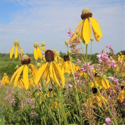 Yellow Coneflower Garden Plant