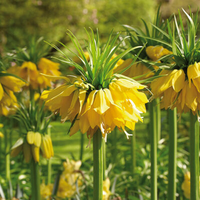 Yellow Crown Imperial Garden Plant