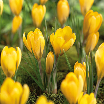 Yellow Mammoth Crocus Garden Plant