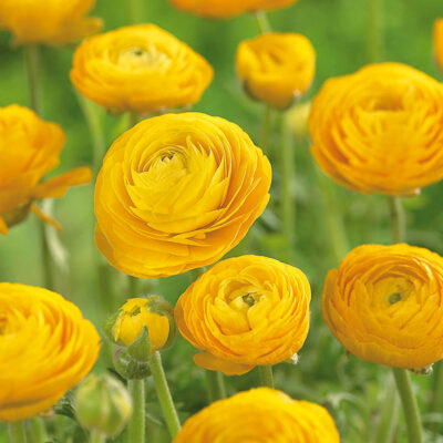 Yellow Ranunculus Garden Plant