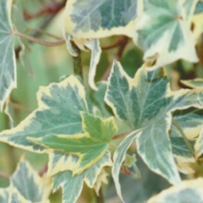 Yellow Ripple Ivy Garden Plant