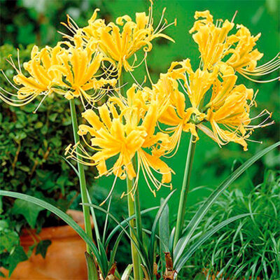 Yellow Spiderlily Garden Plant